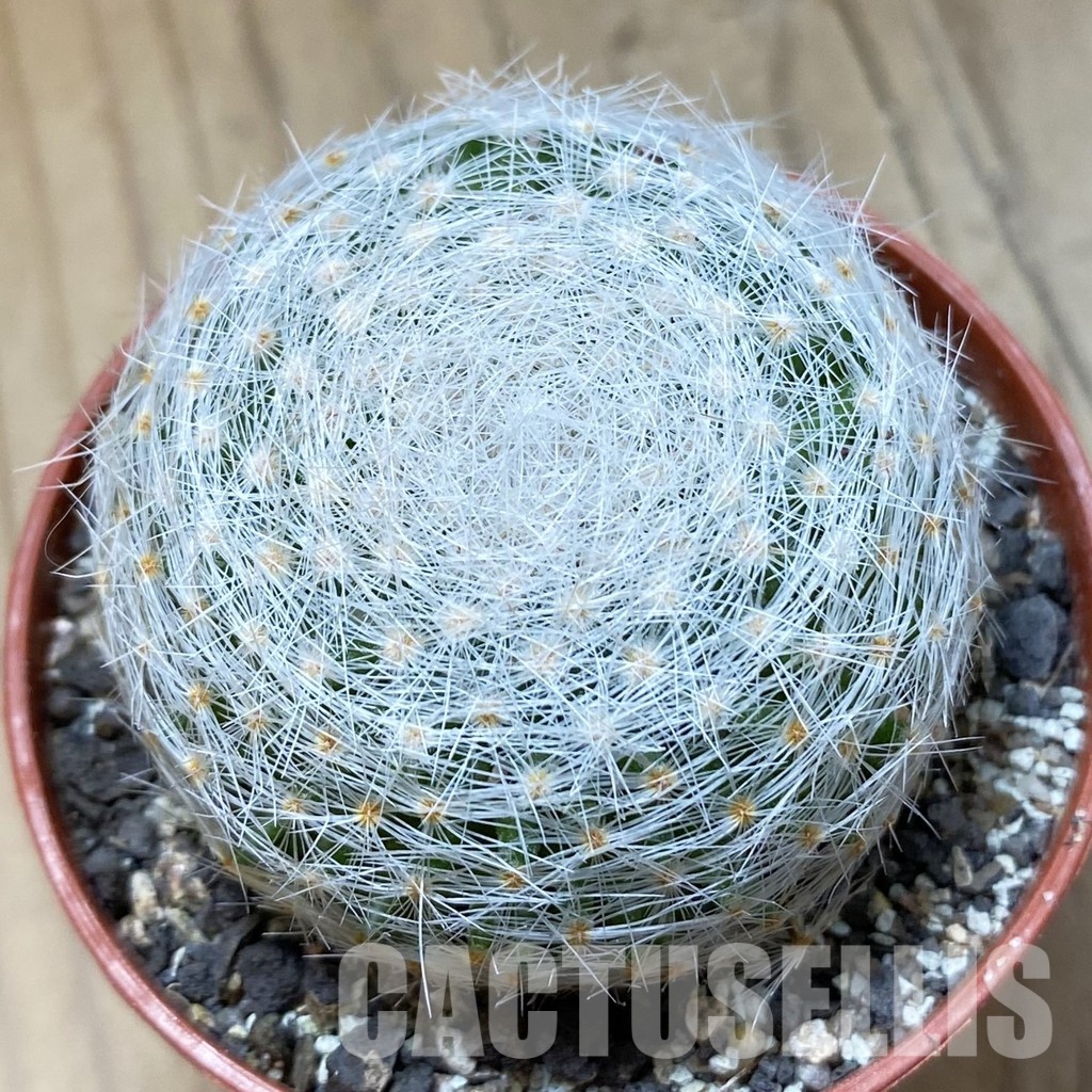 SH34510 Mammillaria lenta