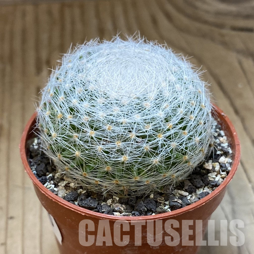 SH34510 Mammillaria lenta - Image 2