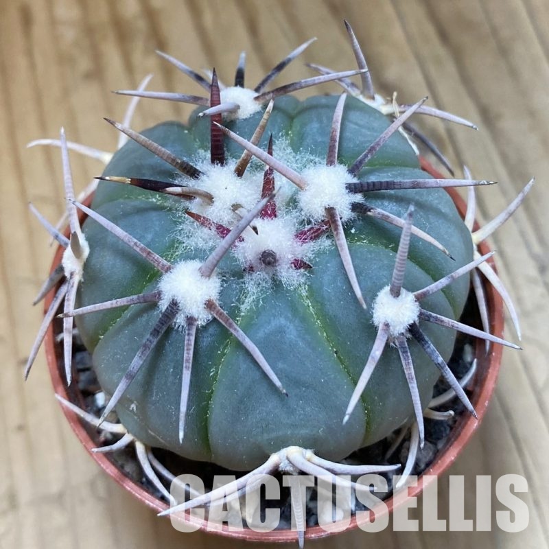 SH34513 Echinocactus horizonthalonius -La Appies-