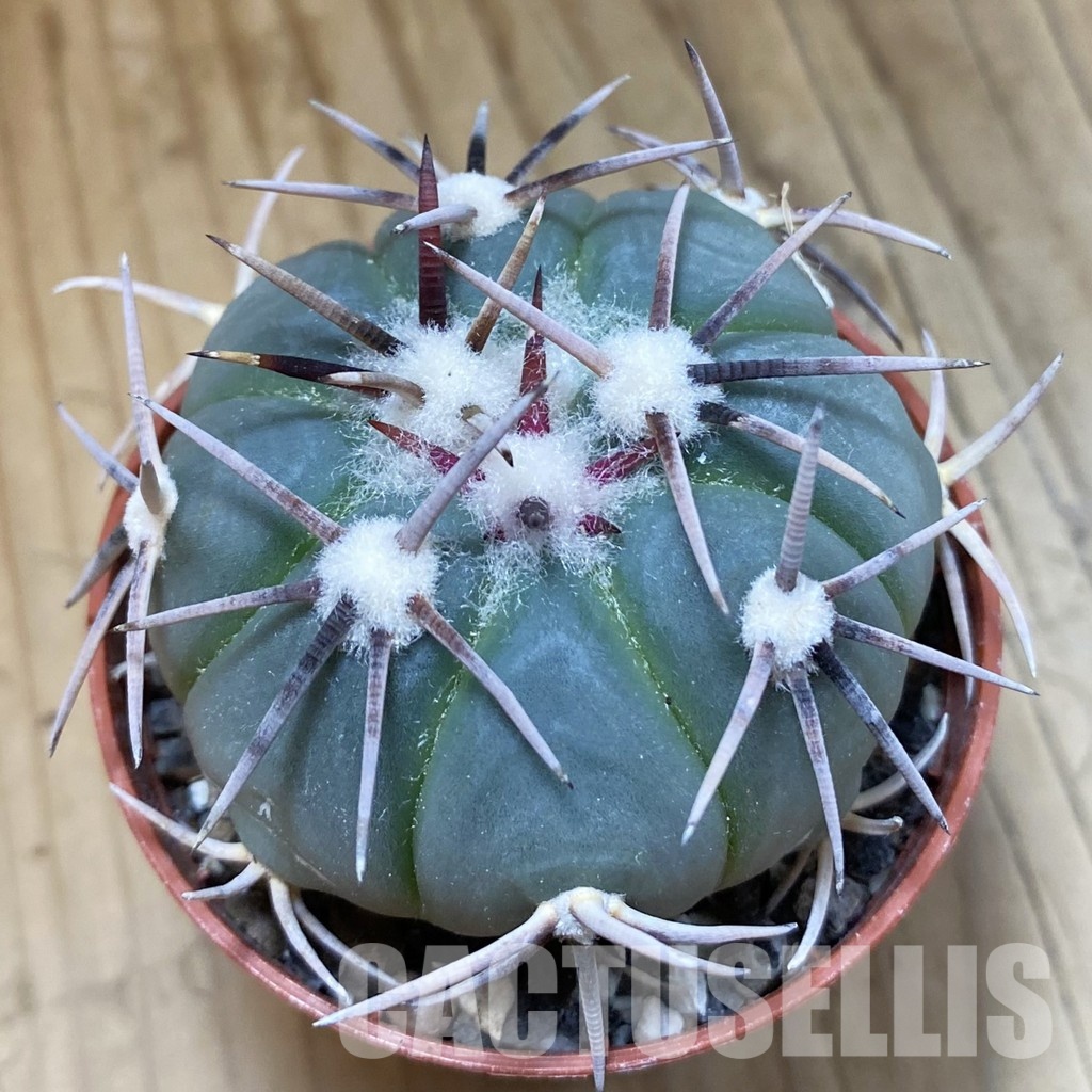 SH34513 Echinocactus horizonthalonius -La Appies-