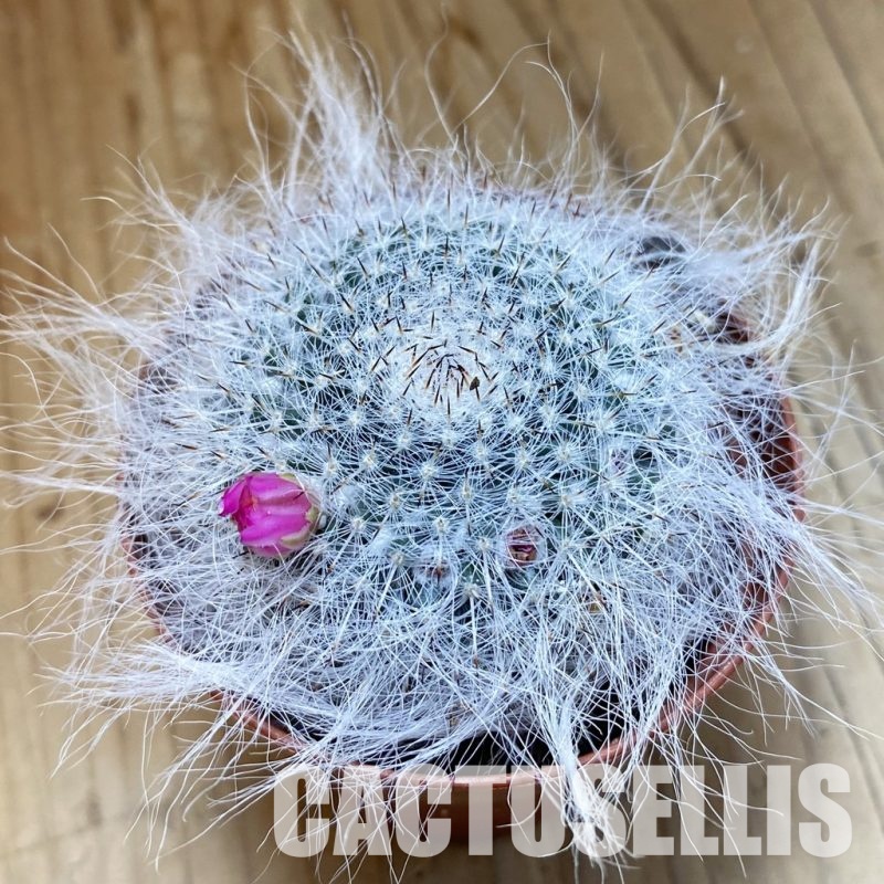 SH34514 Mammillaria hahniana