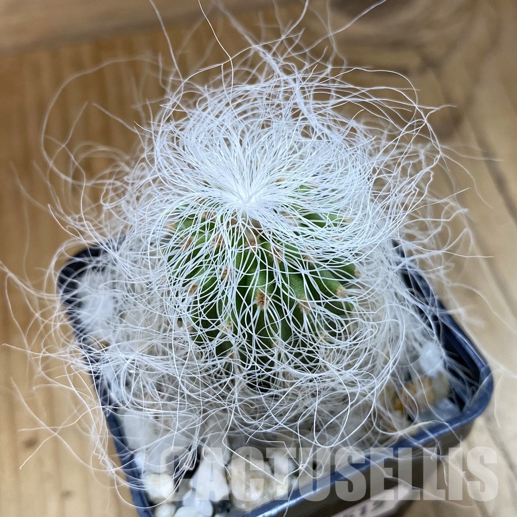 SH34515 Cephalocereus senilis