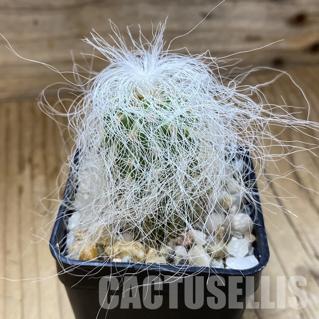 SH34515 Cephalocereus senilis - Obrázek 2