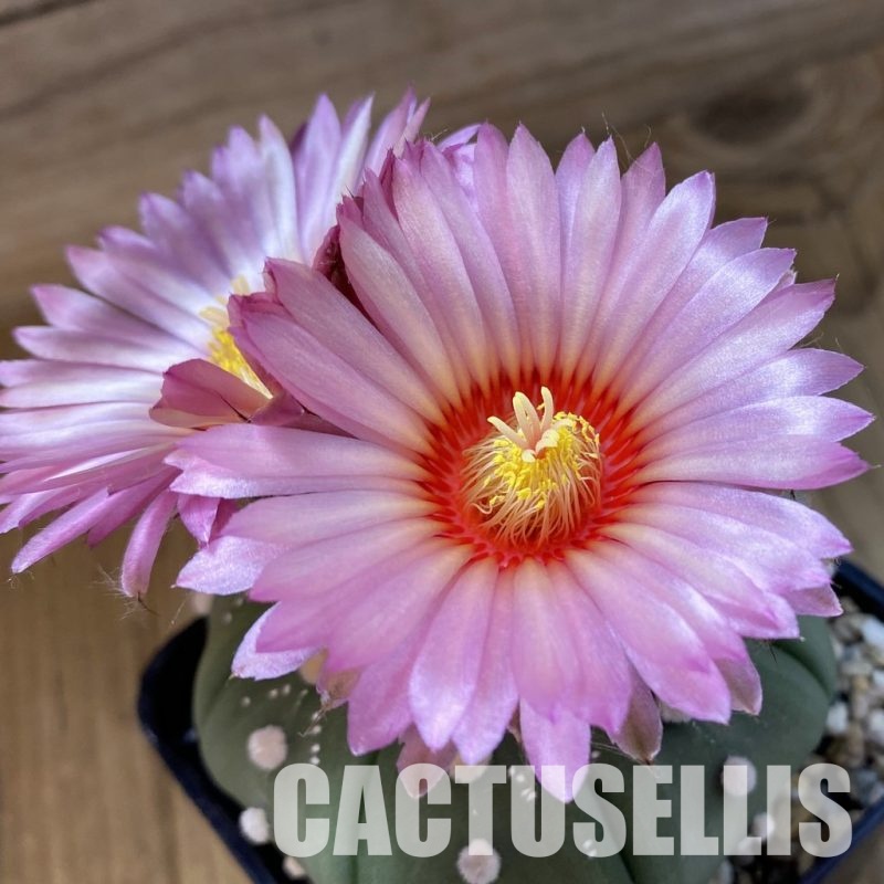 SH34462 Astrophytum asterias ‘Akabana’, pink flovers
