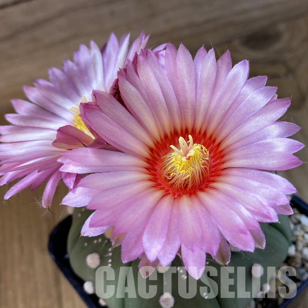 SH34462 Astrophytum asterias ‘Akabana’, pink flovers