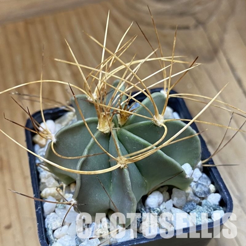SH34517 Astrophytum senile v. aureum