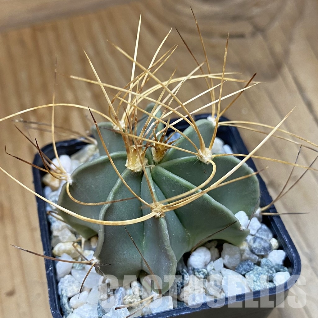 SH34517 Astrophytum senile v. aureum