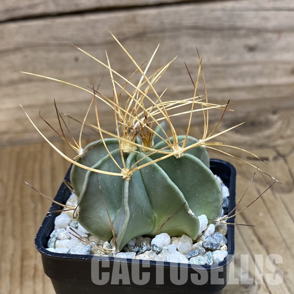 SH34517 Astrophytum senile v. aureum - immagine 2