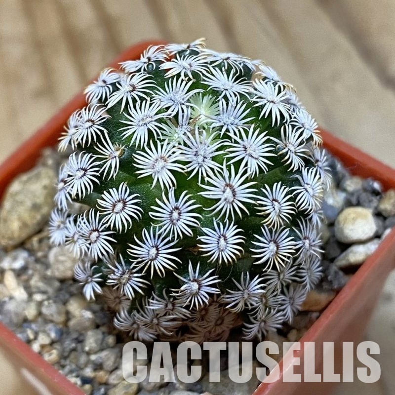 SH34518 Mammillaria hernandezii