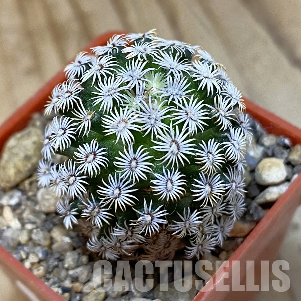 SH34518 Mammillaria hernandezii