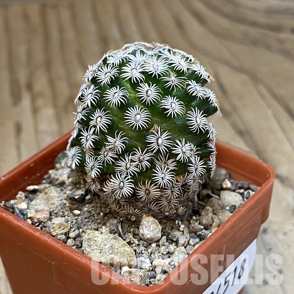 SH34518 Mammillaria hernandezii - immagine 2
