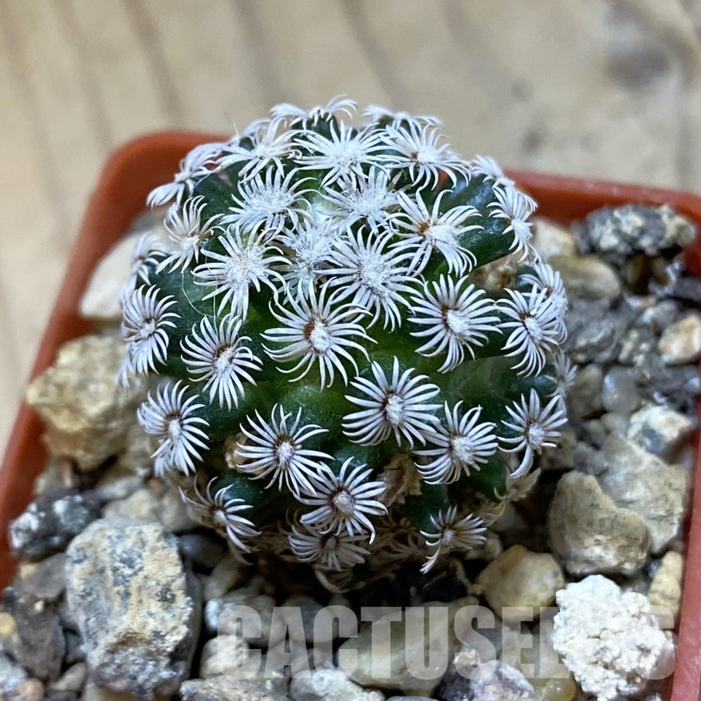 SH34519 Mammillaria hernandezii