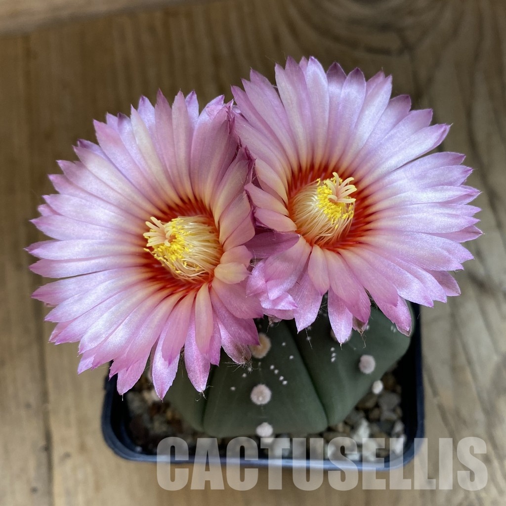 SH34462 Astrophytum asterias ‘Akabana’, pink flovers - 画像 (2)