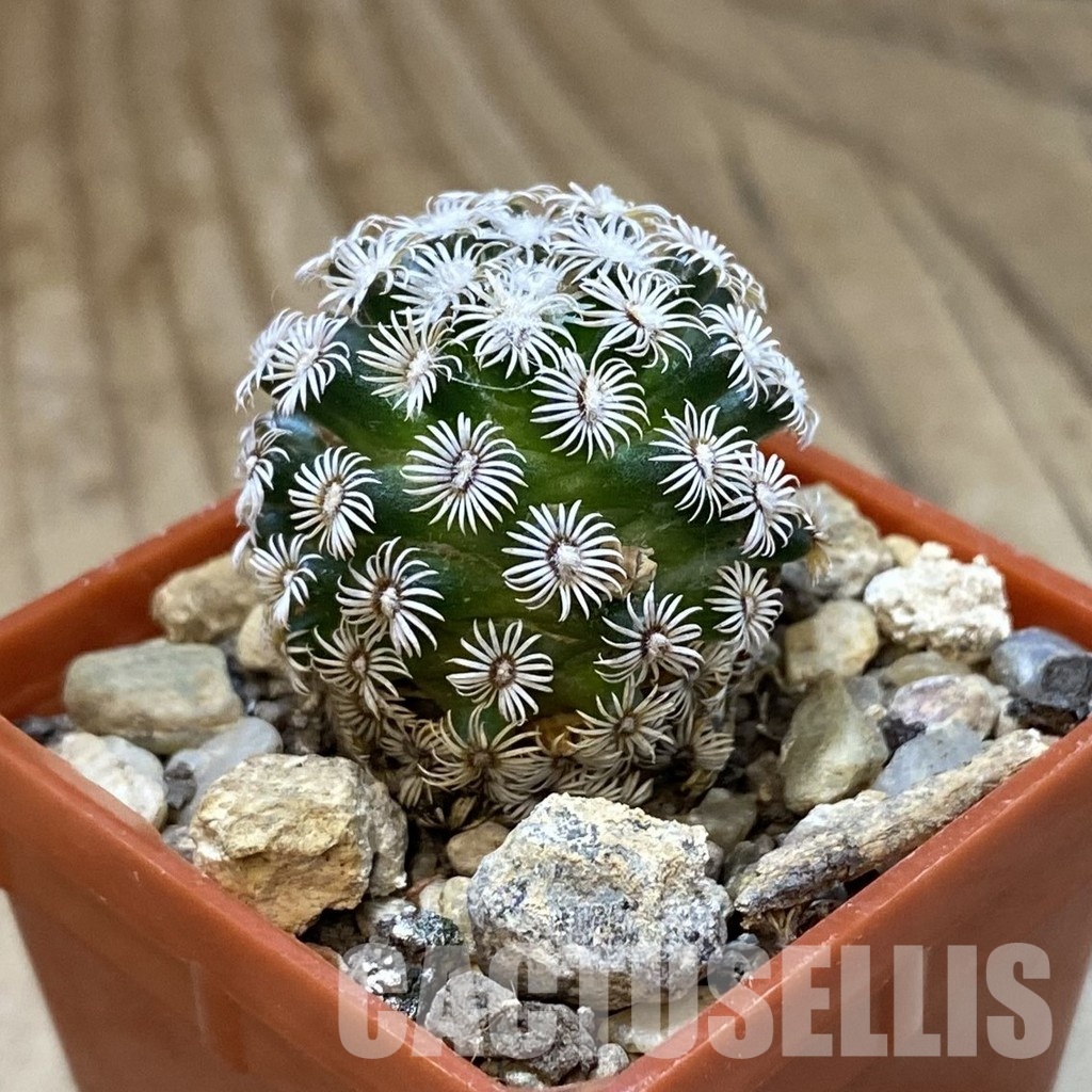 SH34519 Mammillaria hernandezii - immagine 2