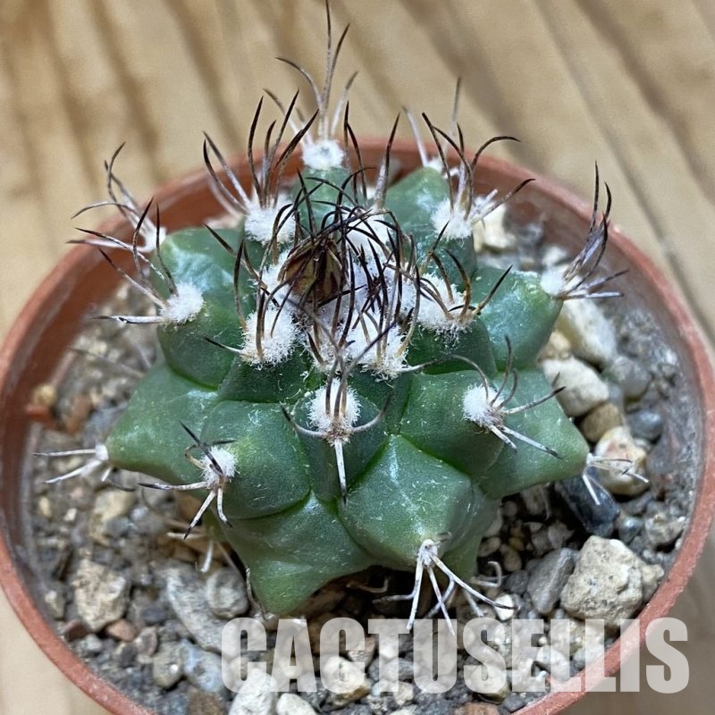 SH34520 Turbinicarpus swobodae