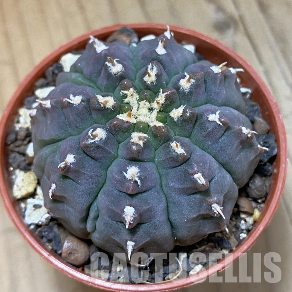SH34521 Gymnocalycium vatteri v. unguispinum, selection
