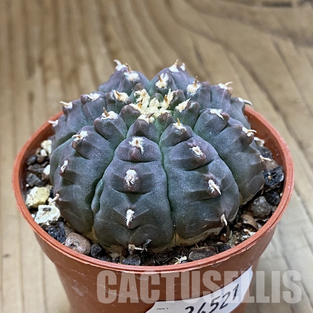 SH34521 Gymnocalycium vatteri v. unguispinum, selection - immagine 2