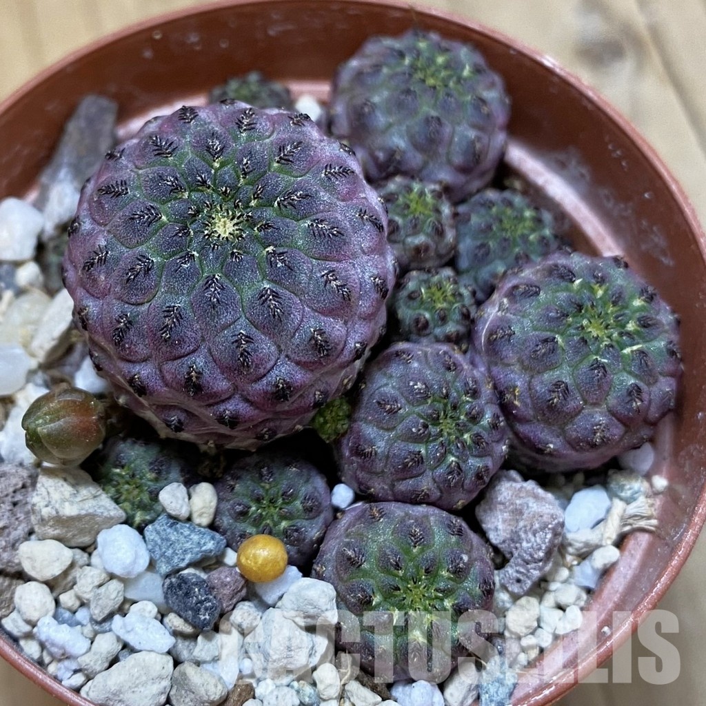 SH34522 Sulcorebutia rauschii