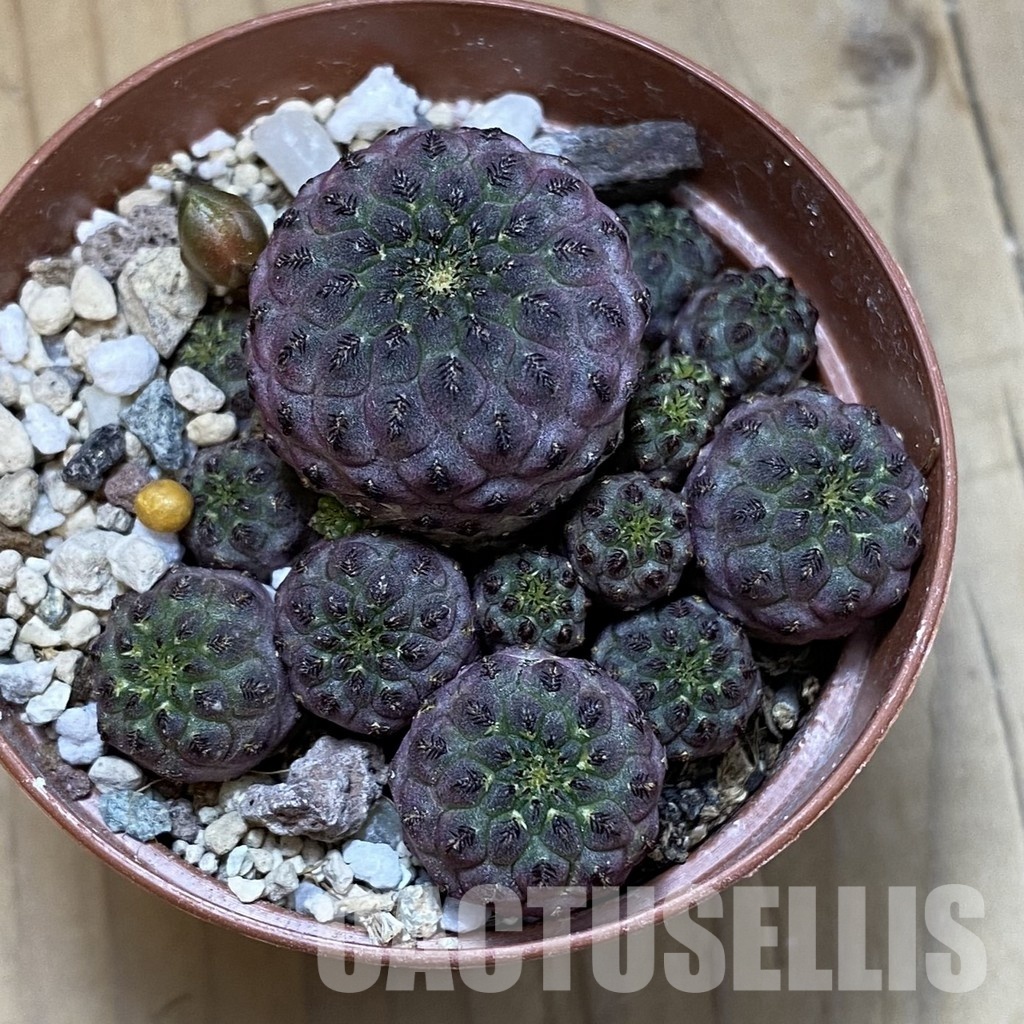 SH34522 Sulcorebutia rauschii - immagine 2