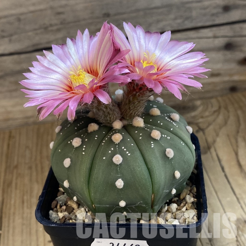 SH34462 Astrophytum asterias ‘Akabana’, pink flovers - 画像 (3)