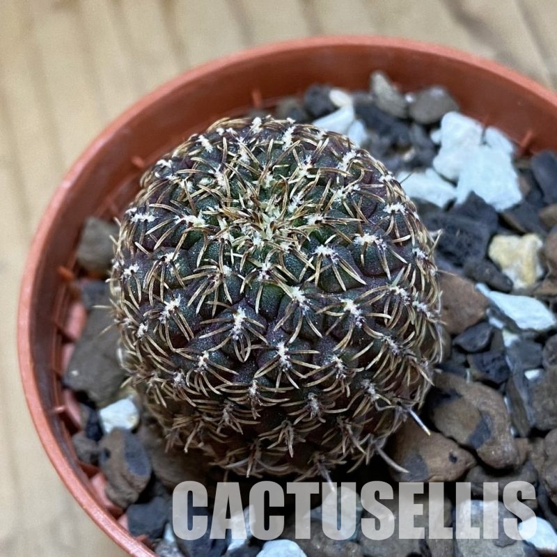 SH34523 Rebutia pulchra VS 416