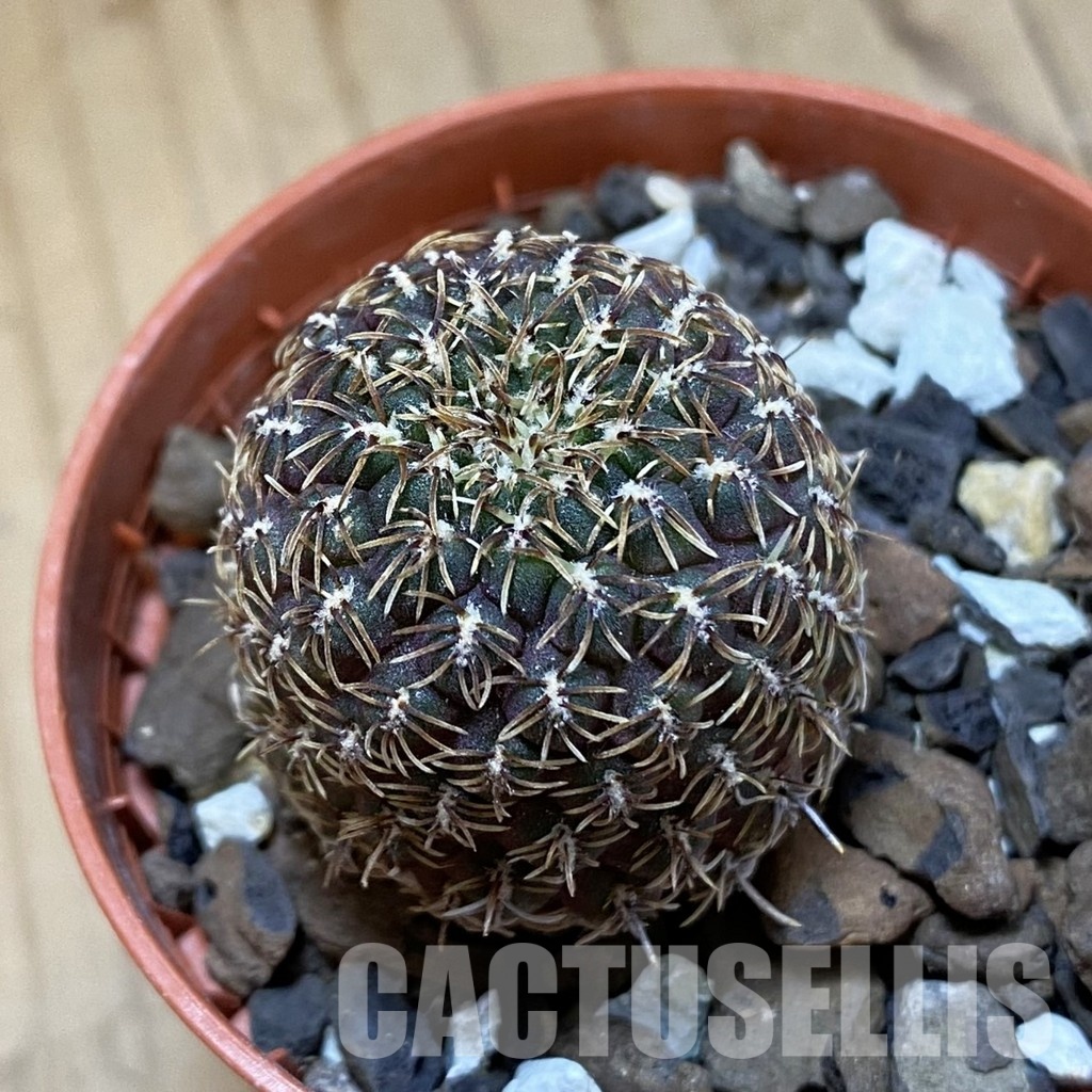 SH34523 Rebutia pulchra VS 416
