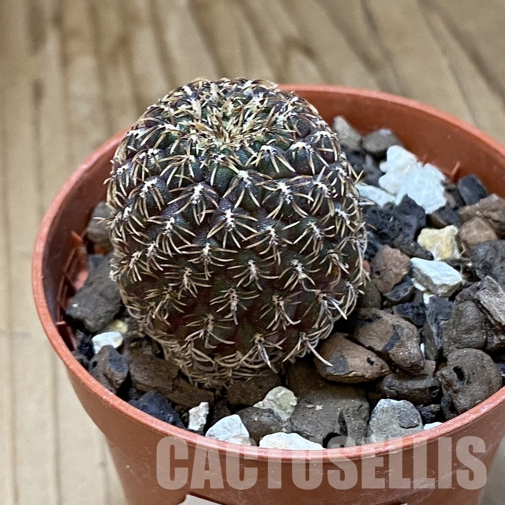 SH34523 Rebutia pulchra VS 416 - Image 2