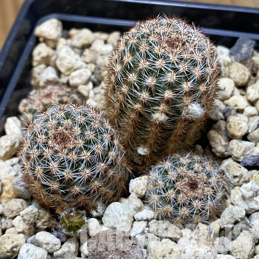 SH34524 Pygmaeocereus bylesianus