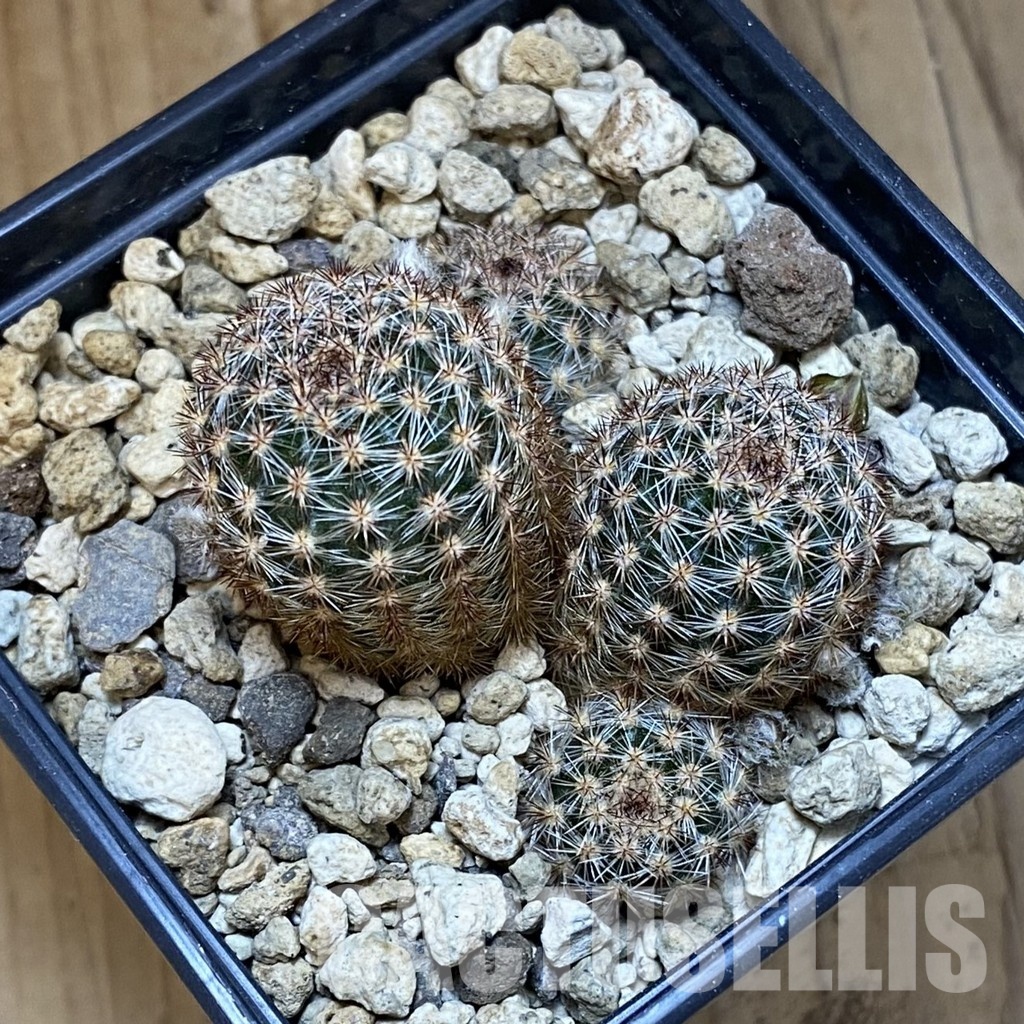 SH34524 Pygmaeocereus bylesianus - Image 2