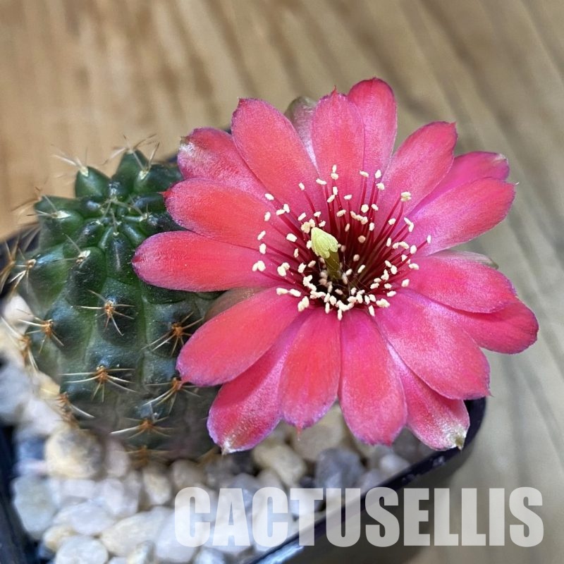 SH34457 Rebutia haagei 'Chameleon'