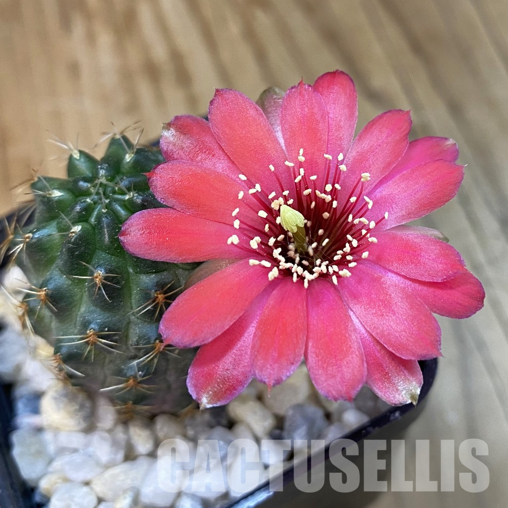 SH34457 Rebutia haagei 'Chameleon'