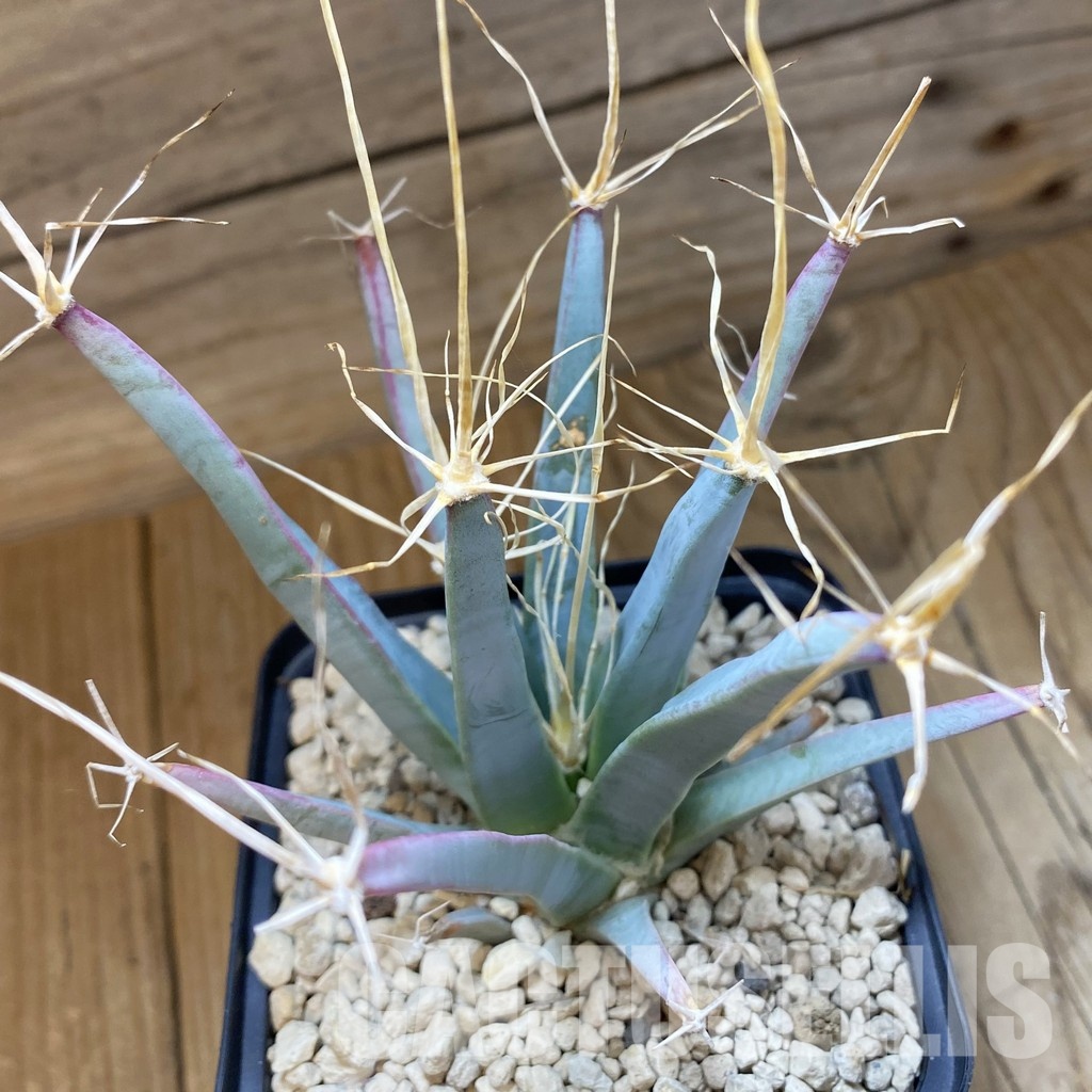 SH34527 Leuchtenbergia principis, 6 years old