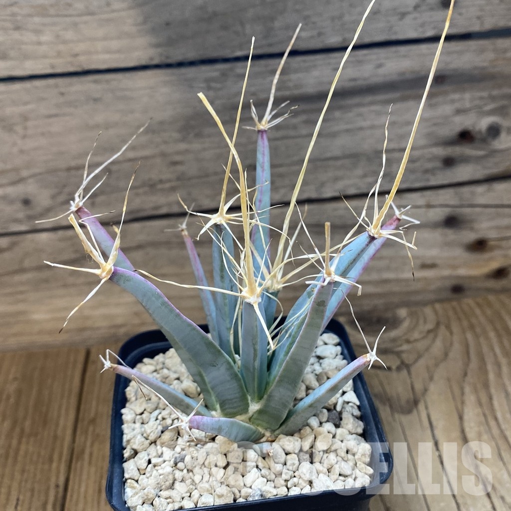 SH34527 Leuchtenbergia principis, 6 years old - immagine 2