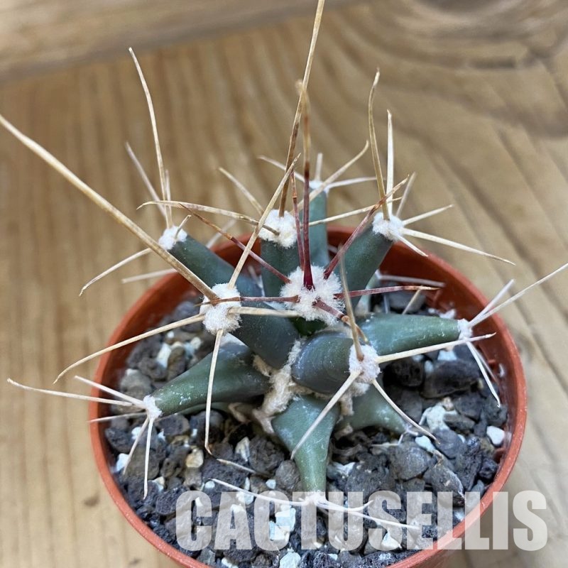 SH34528 Ferobergia seedling