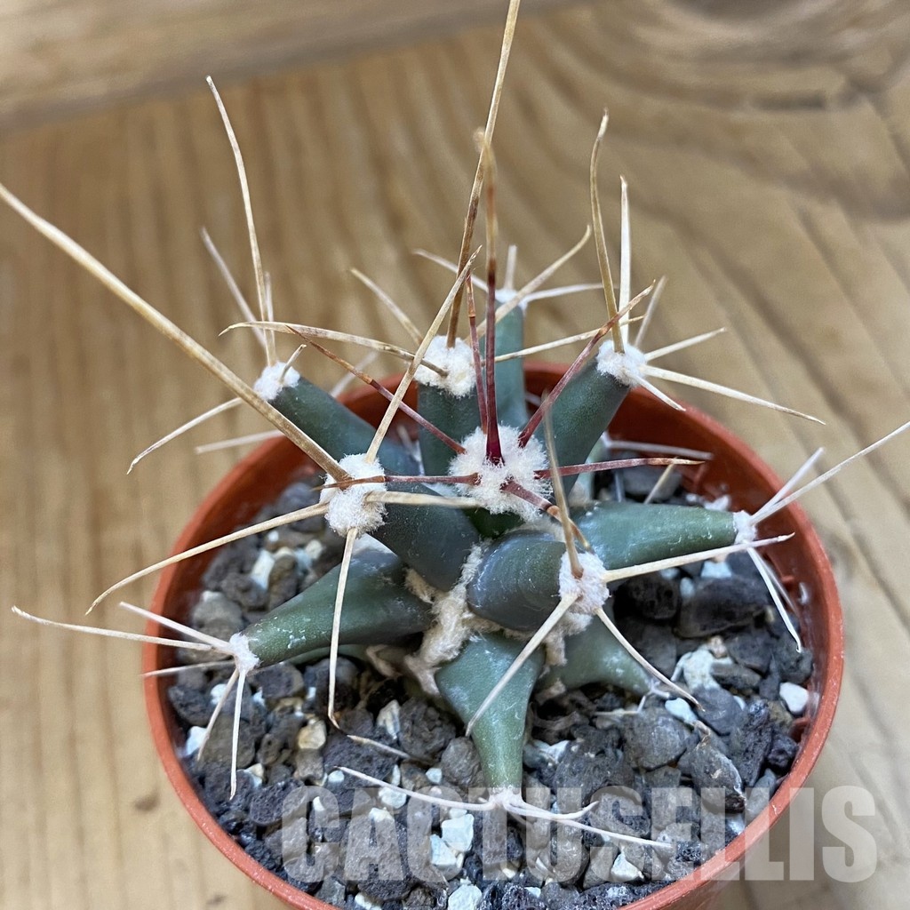 SH34528 Ferobergia seedling