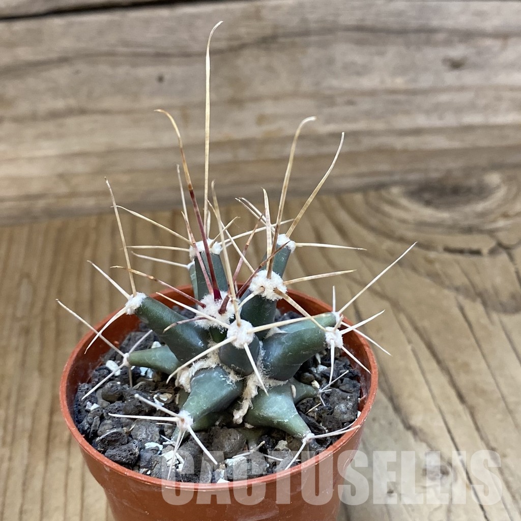 SH34528 Ferobergia seedling - immagine 2