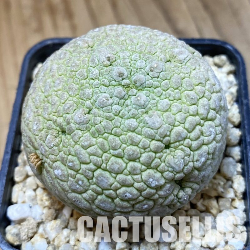 SH34529 Pseudolithos migiurtinus