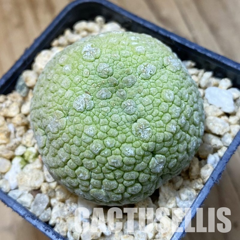 SH34530 Pseudolithos migiurtinus
