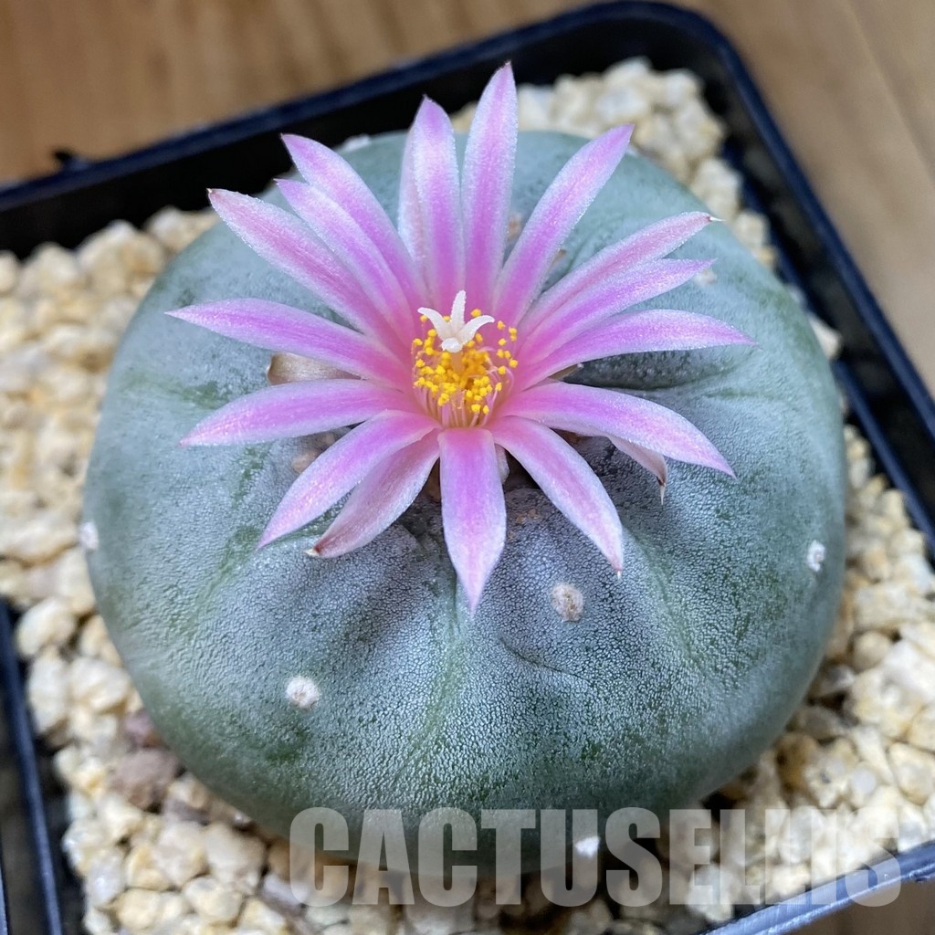 SH34463 Anhalonium frichii hybrid