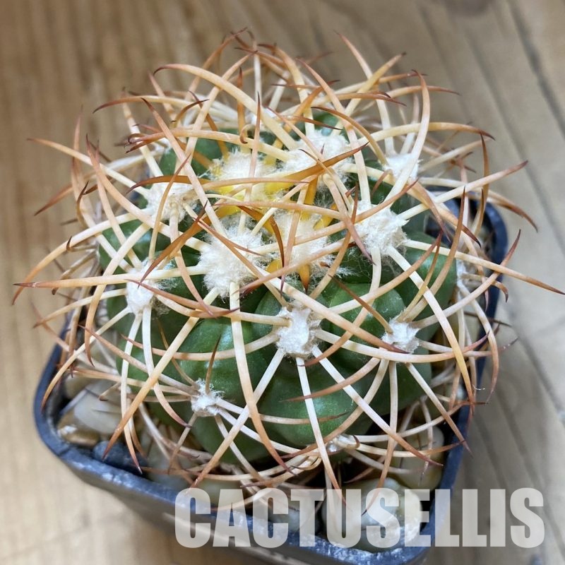 SH34531 Discocactus zehntneri ssp. mirohalfarii MH910, own roots