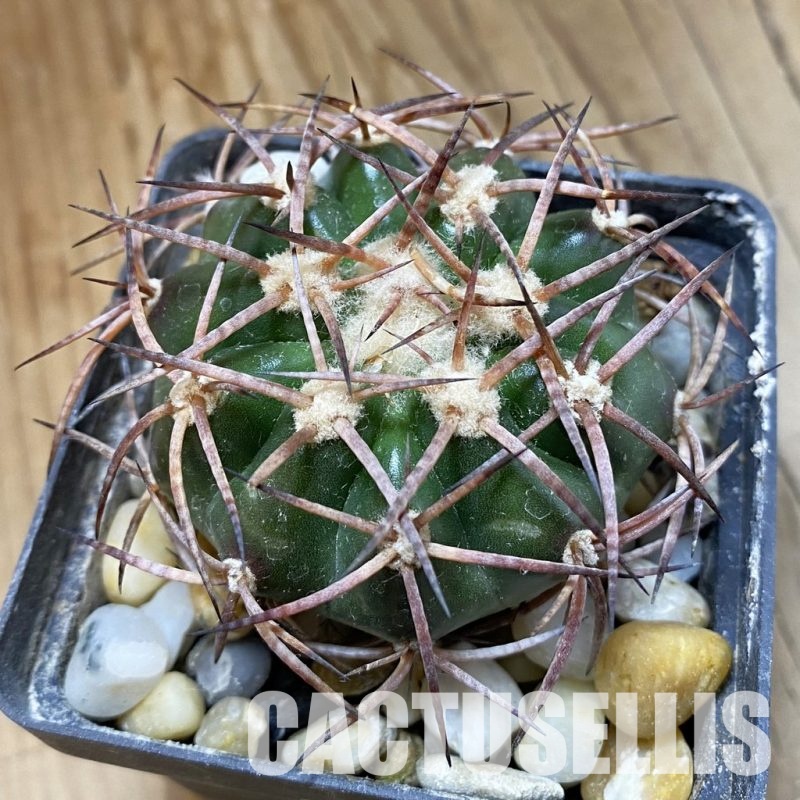SH34532  Discocactus bahiensis MH 728, own roots