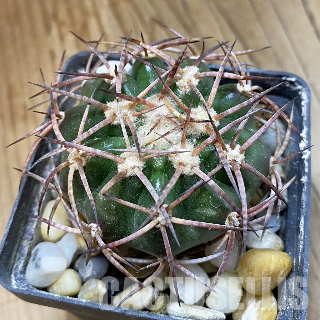 SH34532 Discocactus bahiensis MH 728, own roots