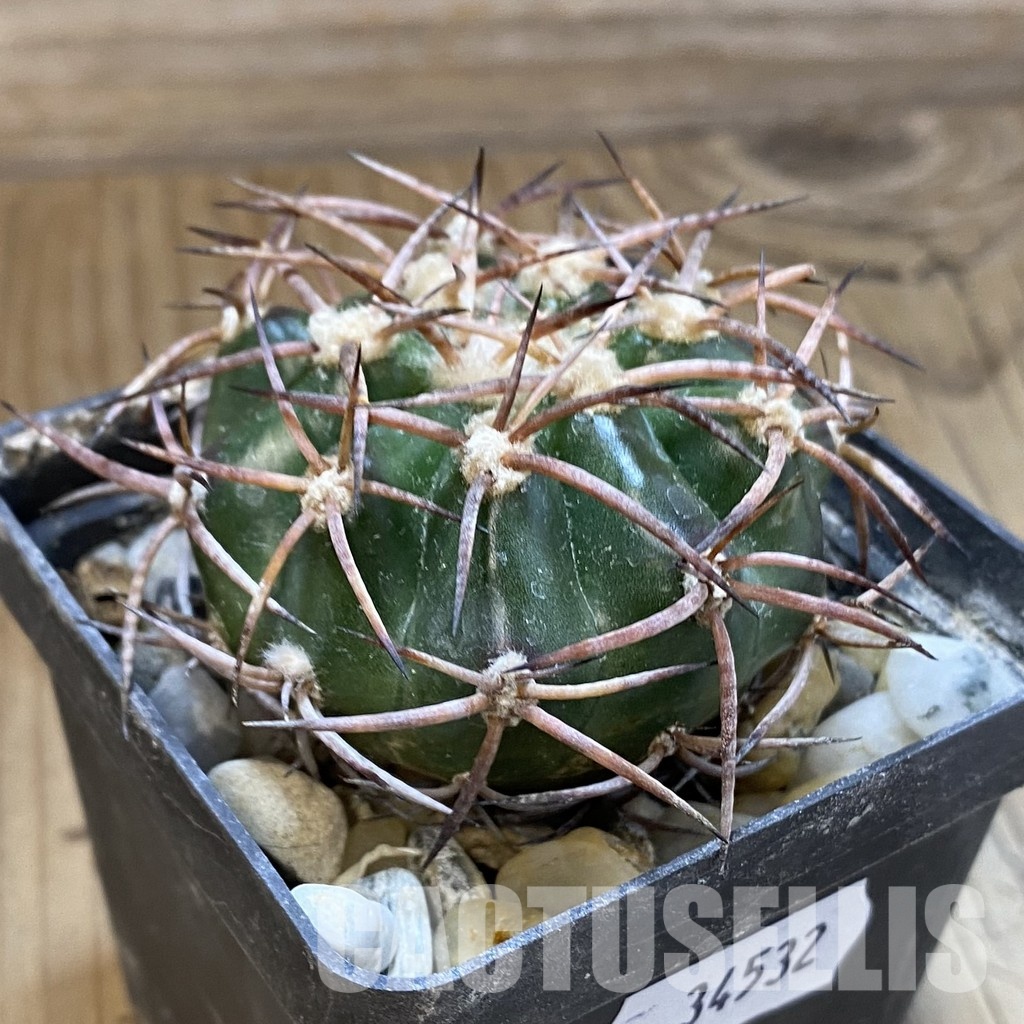 SH34532 Discocactus bahiensis MH 728, own roots - Image 2