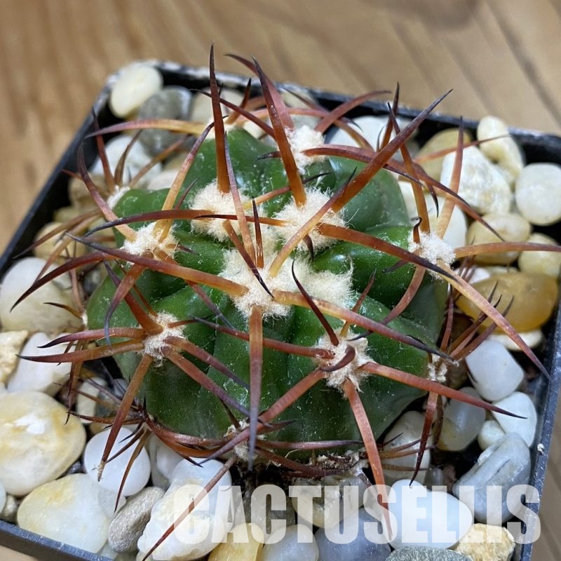 SH34533 Discocactus bahiensis MH 728, own roots