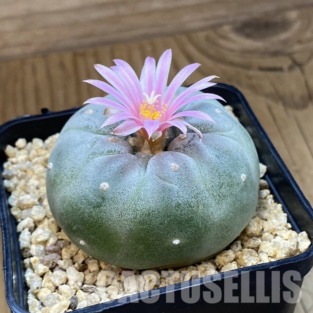 SH34463 Anhalonium frichii hybrid - 画像 (2)