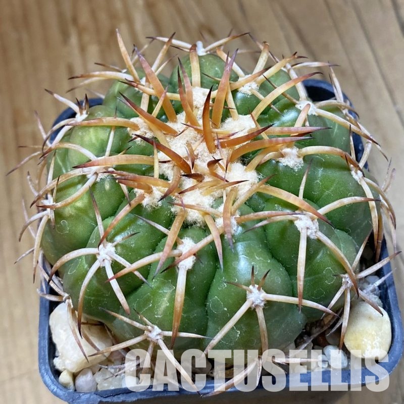 SH34534 Discocactus cangaensis MH 886, own roots