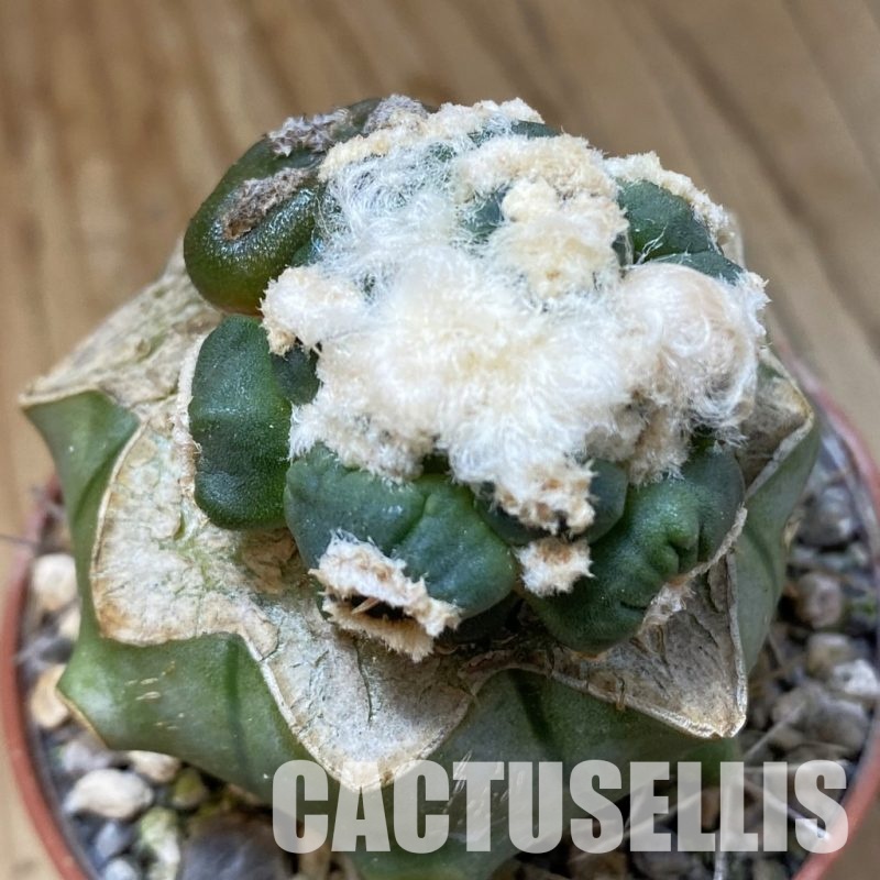 SH34535 Ariocarpus retusus 'Fourfinger'24 , grafted