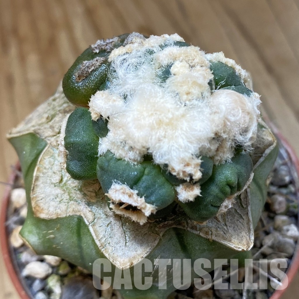 SH34535 Ariocarpus retusus 'Fourfinger'24 , grafted
