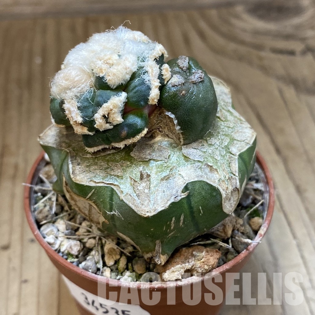 SH34535 Ariocarpus retusus 'Fourfinger'24 , grafted - Image 2