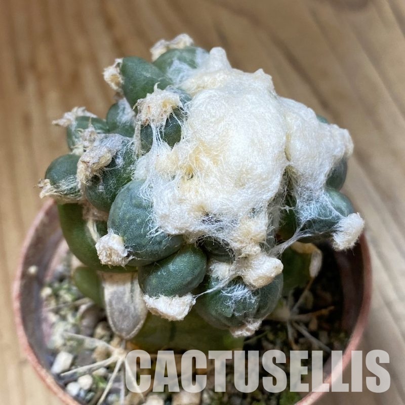 SH34536 Ariocarpus retusus ‘Three Finger’ FAT 124, grafted